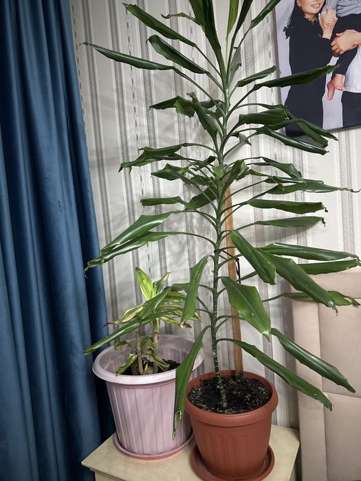 Комнатные цветы