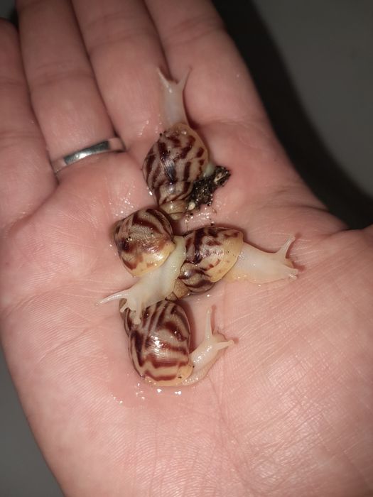 Kosmetologik ulitka (Axatina retikulyata albinoz 4-4.5sm