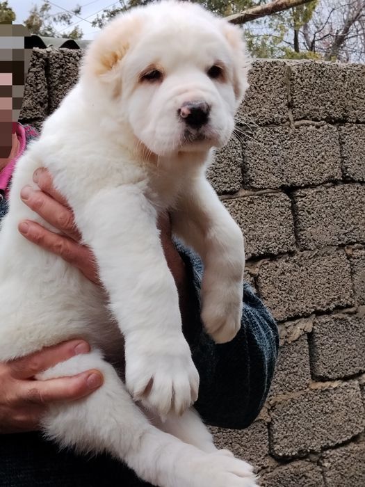 АЛАБАЙ щенок девочка продается