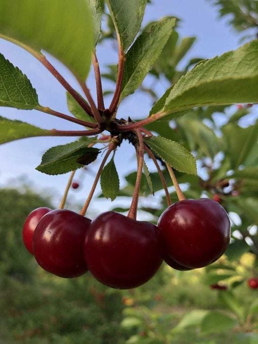 Pomi fructiferi, diverse soiuri. Arbusti.Ciresi amar maxut,Mosmon ...