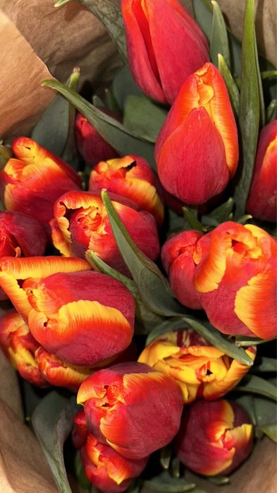 Тюльпаны оптом в Алматы