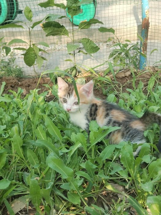 Отдам котят в добрые руки!