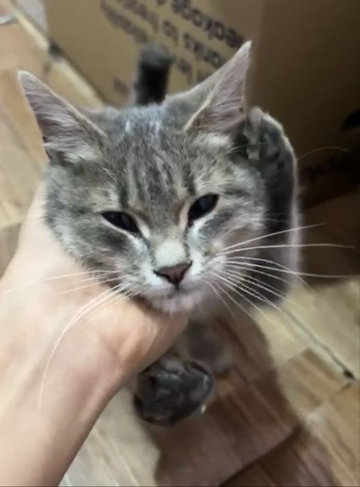 Котенок, мальчик