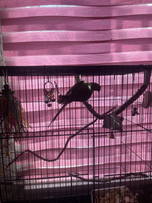 Продам попугая ожереловый самец