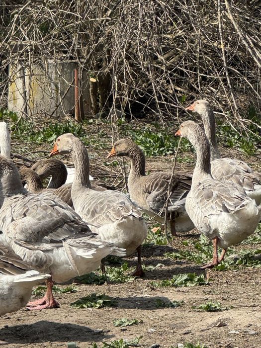 Продавам 10 броя домашни гъски