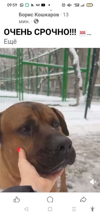 Чья собака  с опухолью на шее