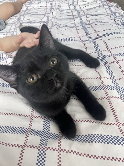 Котенок девочка, породистая