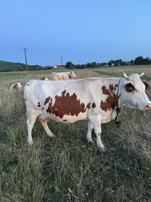 Vaca pentru abator