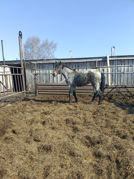 Продам полтарашки