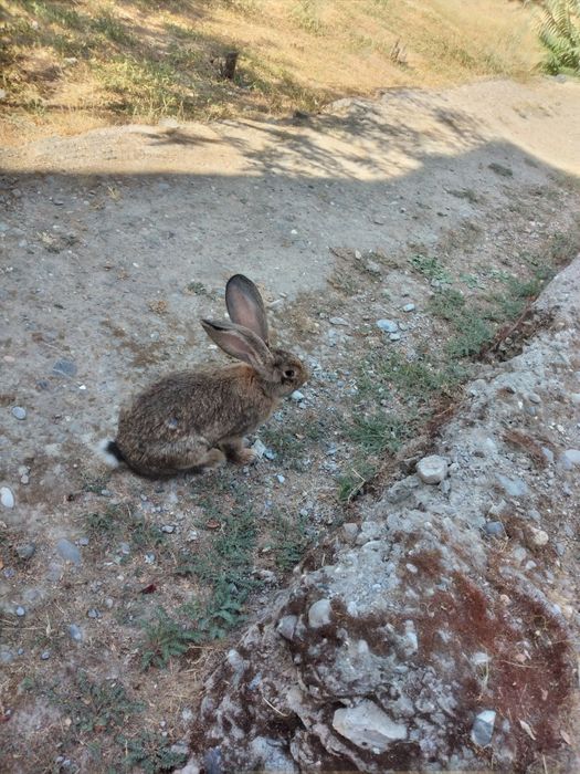 Куенлар сотилади