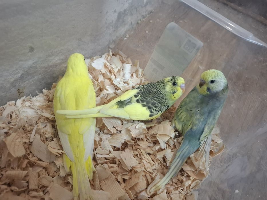 Pui perusi în căutare de căsuța