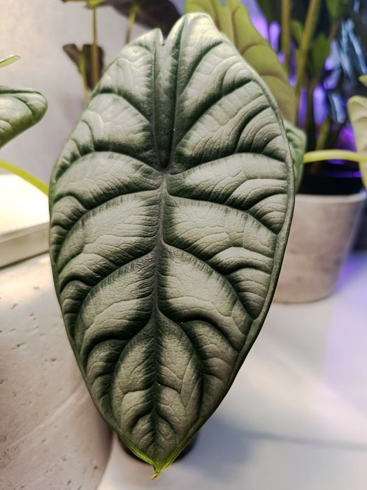 Продам клубни алоказии Silver Dragon