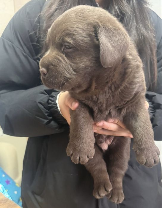 Продам щенка лабрадора