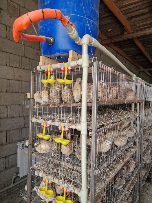 Клетка для перепелов Бөденеге клетка