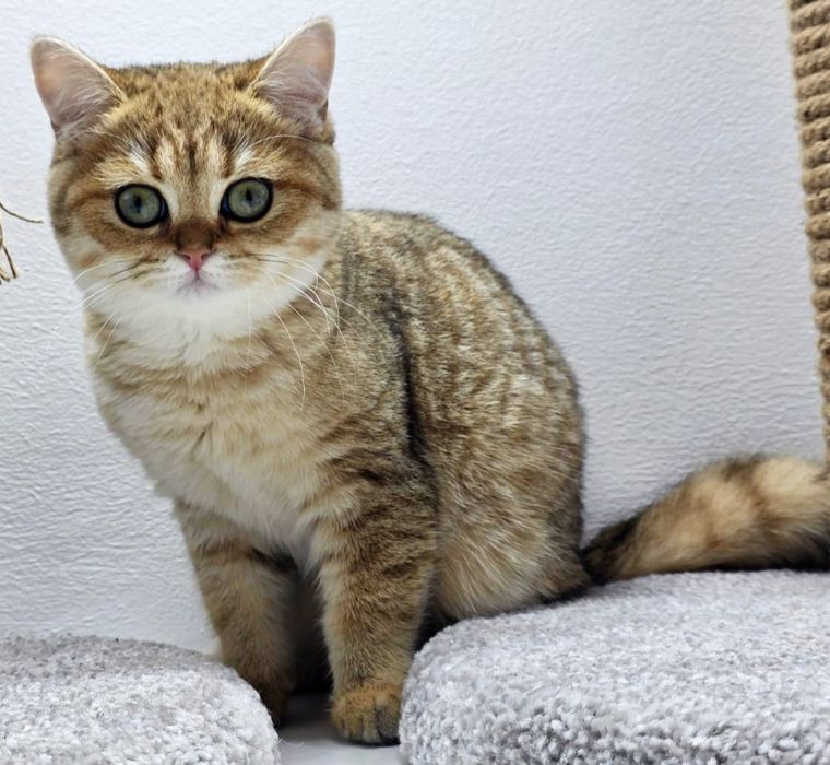 КошеЧки   Британские 3 мес