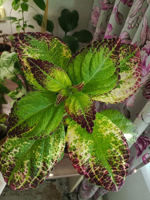 Комнатные растения