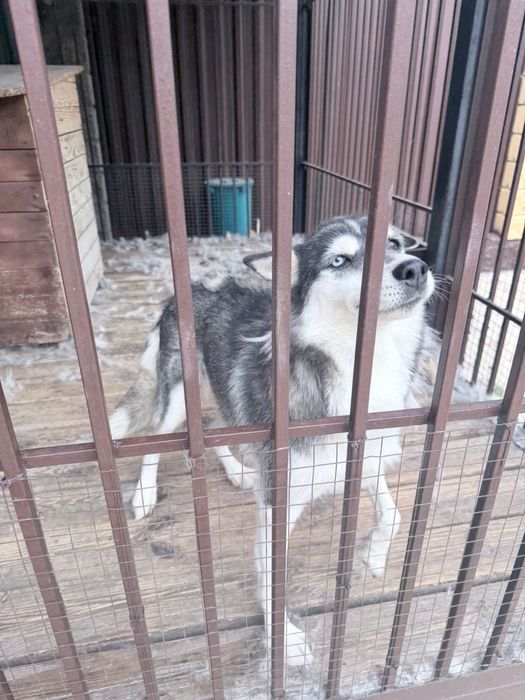 Отдам бесплатно собаку Хаски