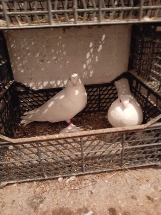 Голуби Продаются