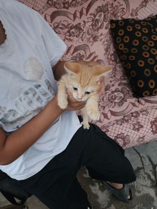 Котёнок..мысық.3000
