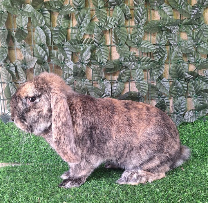 Французский баран рабочий самец крол