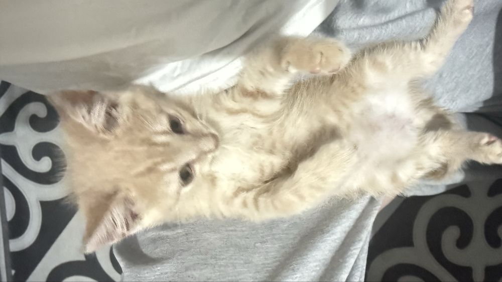 отдам котенка даром