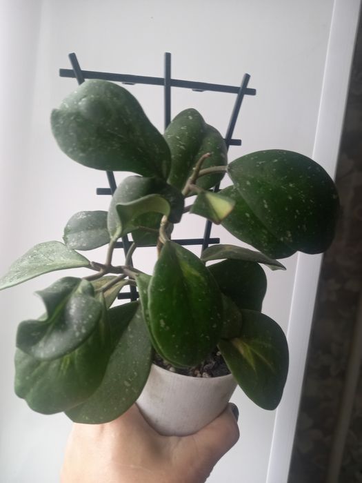 Продам.    цветы