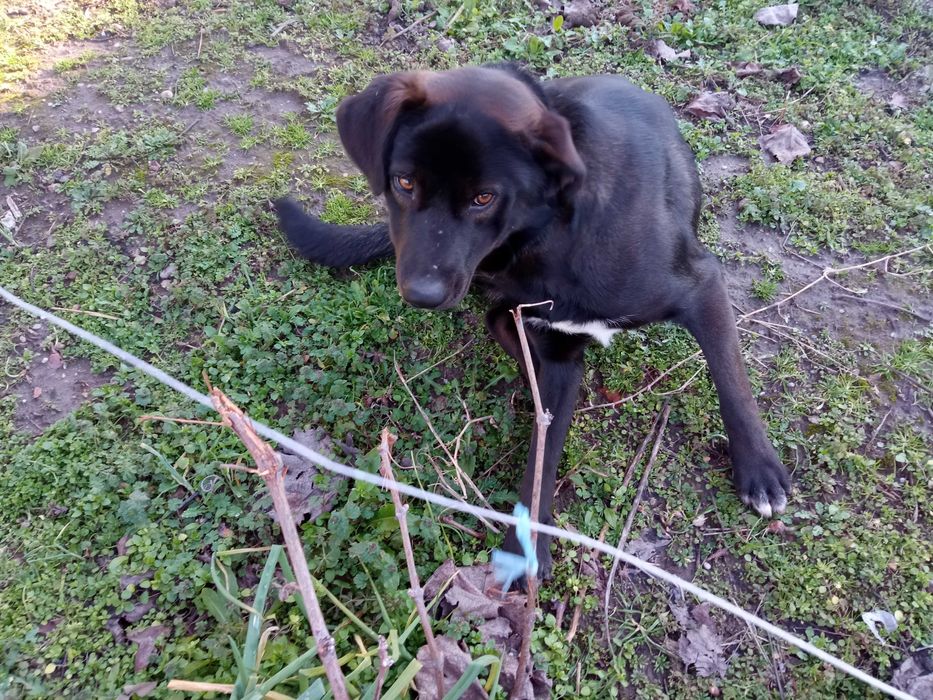 Мъжко куче търси дом