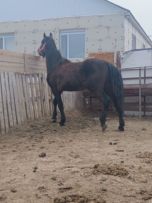 Дөнең бас біледі Полтарашка бұқаларға Малдарға айырбас