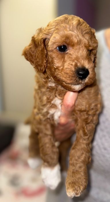 Caniche/ Poodle Pitic