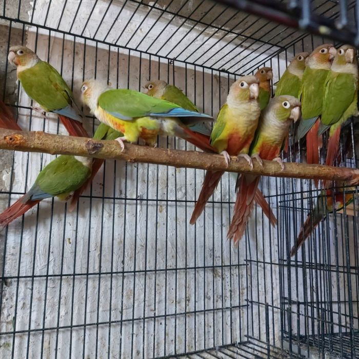 Продам Перура попугай