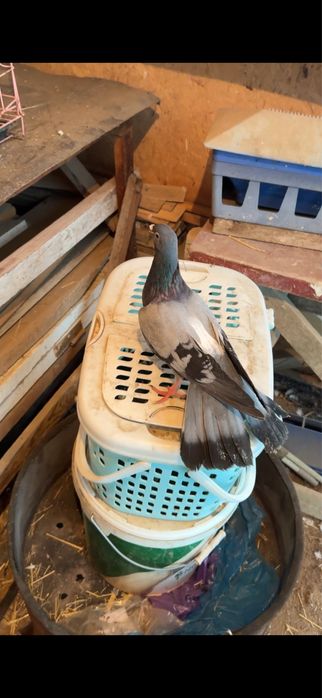 Голуби. Сизая голубка бакинская ширакохвостые взрослая пара