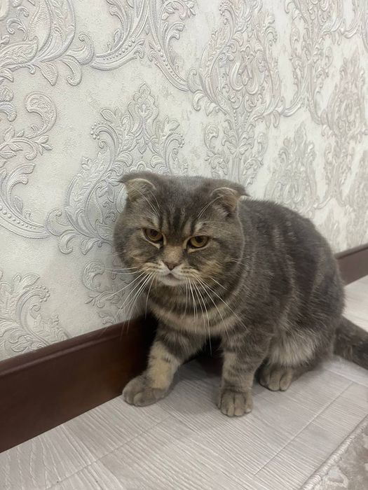 Scotish mushigi yoshi 8 oyli, latoka orgatilgan.