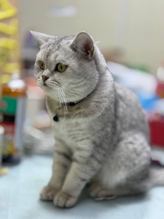 Mushuk  sotiladi serebrsti shinshila