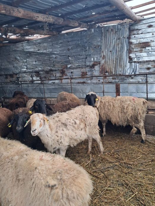 Продаются овциматки 58 голов ,есть с ягнятами и также есть беременные