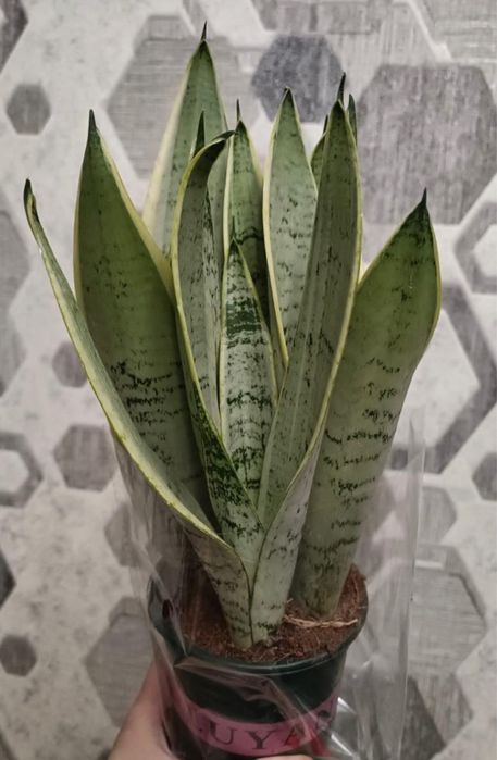 Сансивиерия , цветок