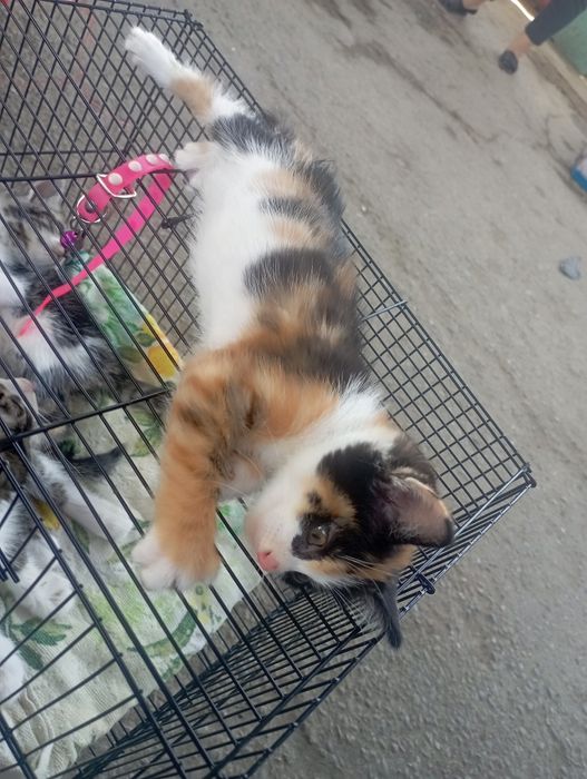 Отдаю котят в добрые руки