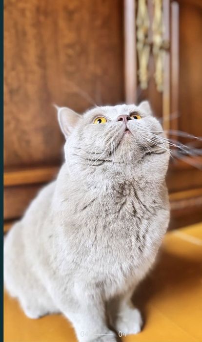 Вязка!Британский Кот!!