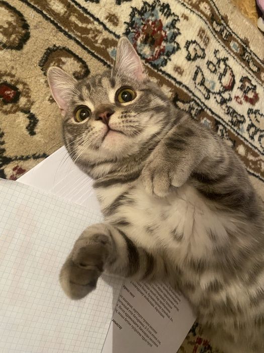 Кот 10 месяцеввввв