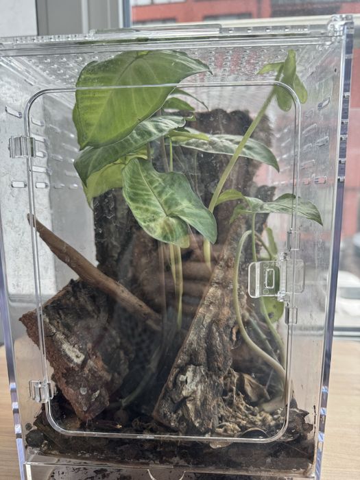 Терариум за отглеждане на влечуги.