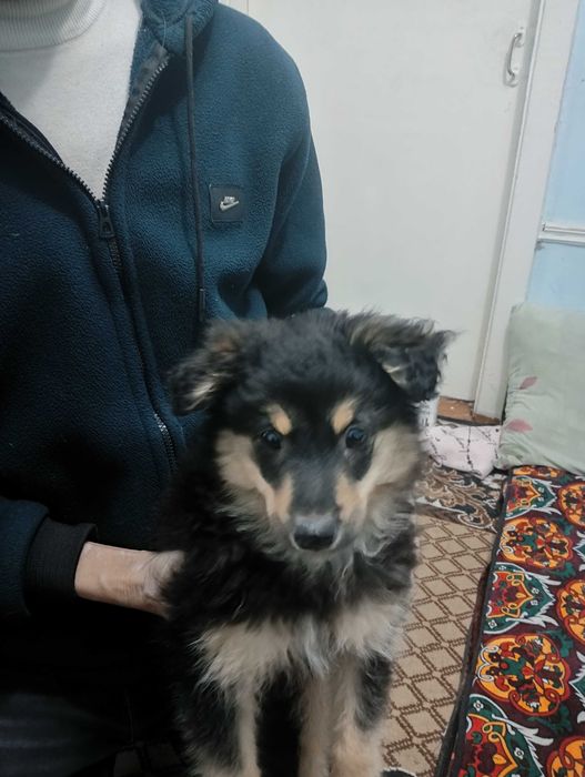 Животные собачка