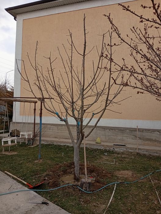 Обрезка плодовых деревьев