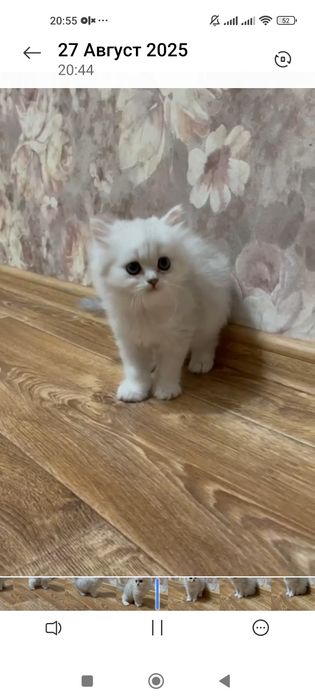 Британские шиншиллы