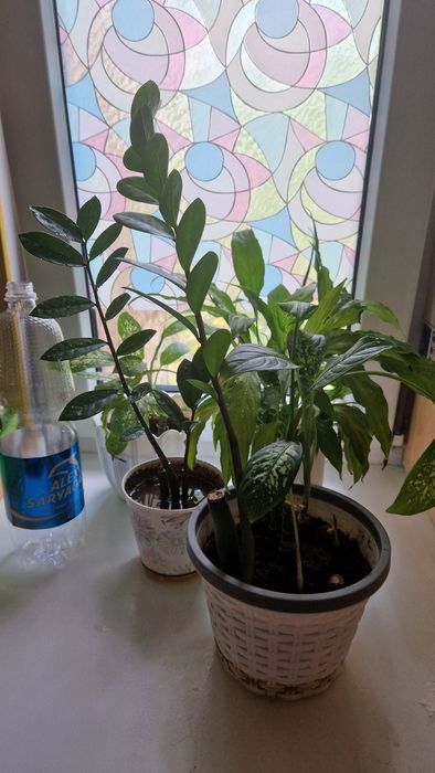 Цветы по 900 за горшок