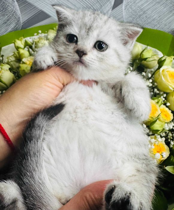 шиншилла девочки