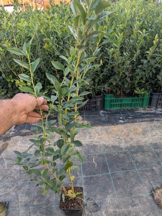 Puiet Afin Reka butași