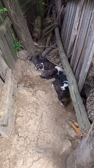 Căței frumoși pentru adopție