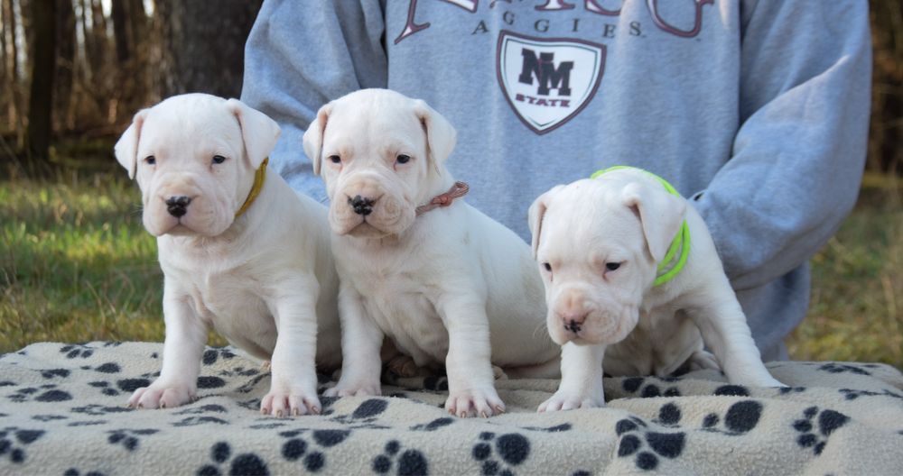 Dog Argentinian femelă 6 săptămâni