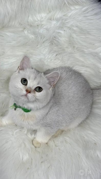 Продаются шикарные мальчики и девочки. Британцы и скоттиш страйт.