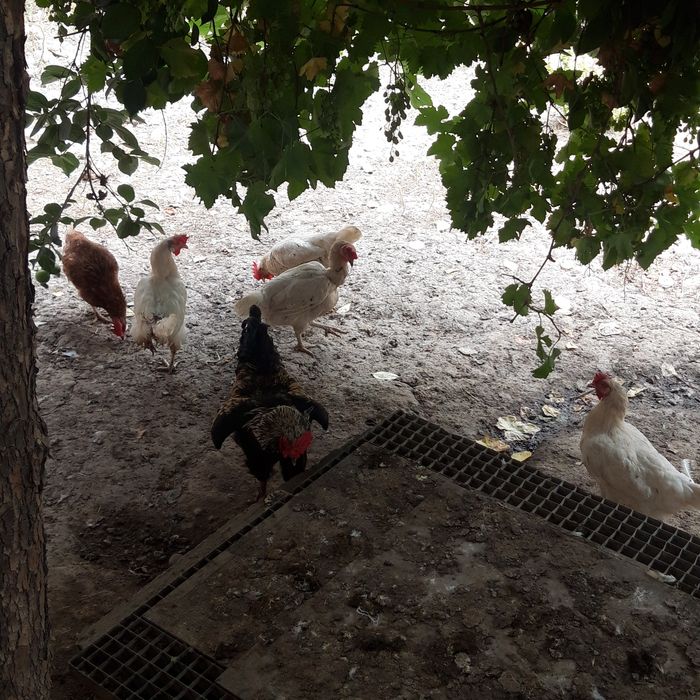 Ок кизил товук сотилади