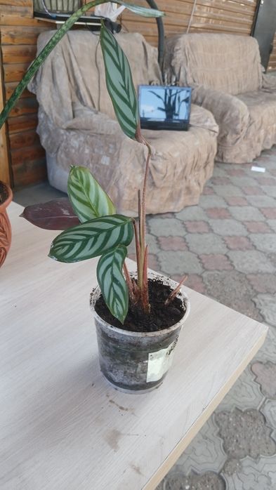 Комнатные цветы разные